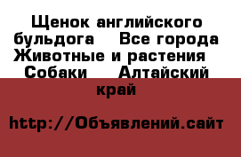 Щенок английского бульдога  - Все города Животные и растения » Собаки   . Алтайский край